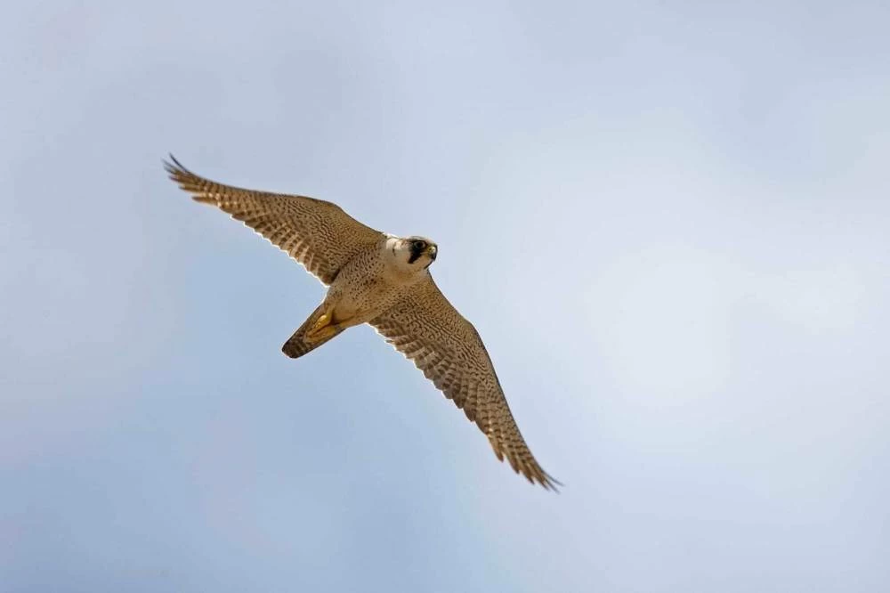 The season supports EAD’s commitment to preserving falconry as an integral part of the UAE’s cultural heritage, while protecting wildlife and natural habitats. Picture credit: WAM