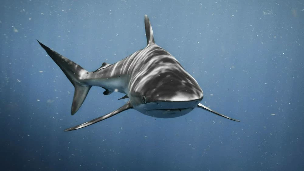 Shark attack kills 65-year-old swimmer off South Africa's eastern cape