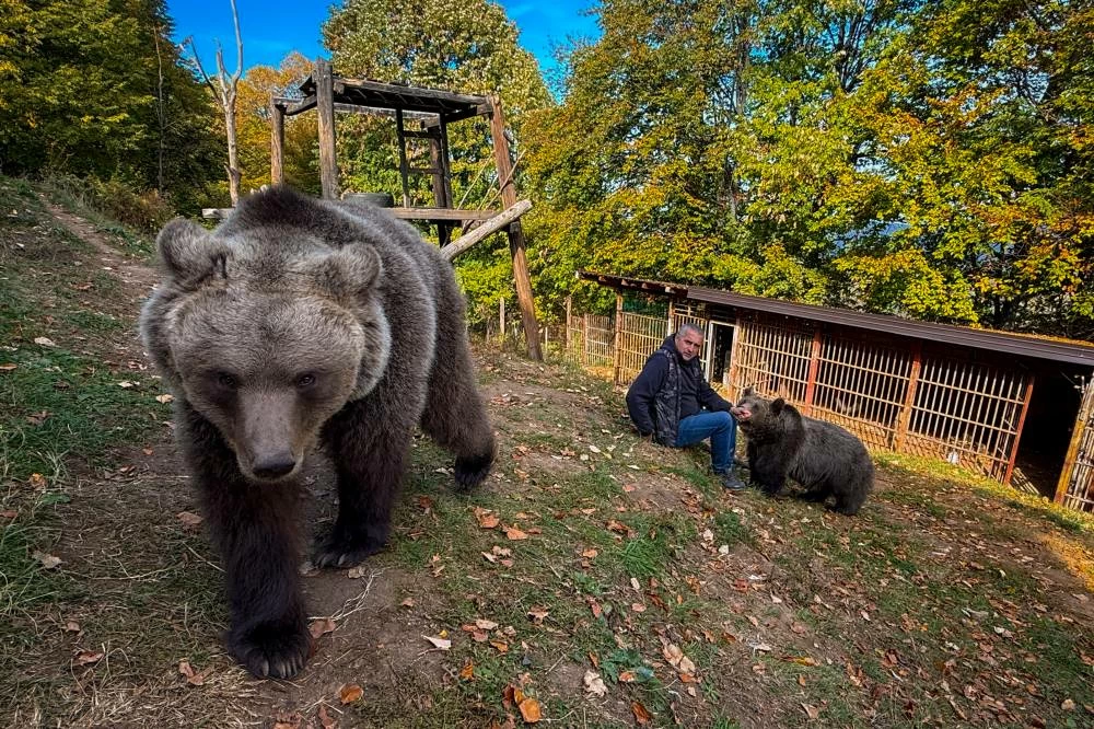 Petar Pero Tubic sits with pet female bears Masa, right, and Ljiubica on Mount Ozren, near the town of Doboj, Bosnia, Sunday, Oct. 18, 2026.(AP)