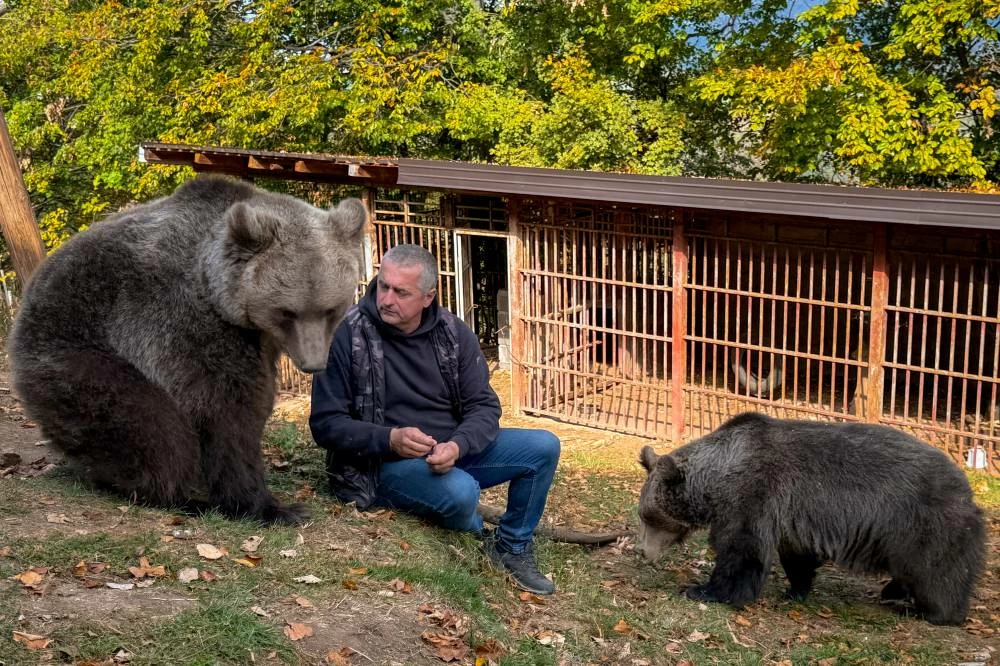 Petar Pero Tubic with pet female bears Masa, right, and Ljiubica on Mount Ozren, near the town of Doboj, Bosnia, Sunday, Oct. 18, 2026.(AP)