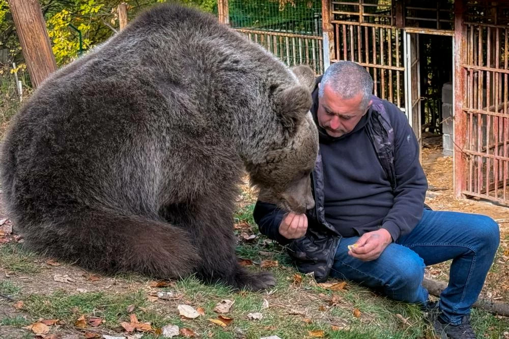 In this photo taken with a smartphone, Petar Pero Tubic sits near female bear Ljiubica on Mount Ozren, near the town of Doboj, Bosnia, Sunday, Oct. 18, 2026.(AP)