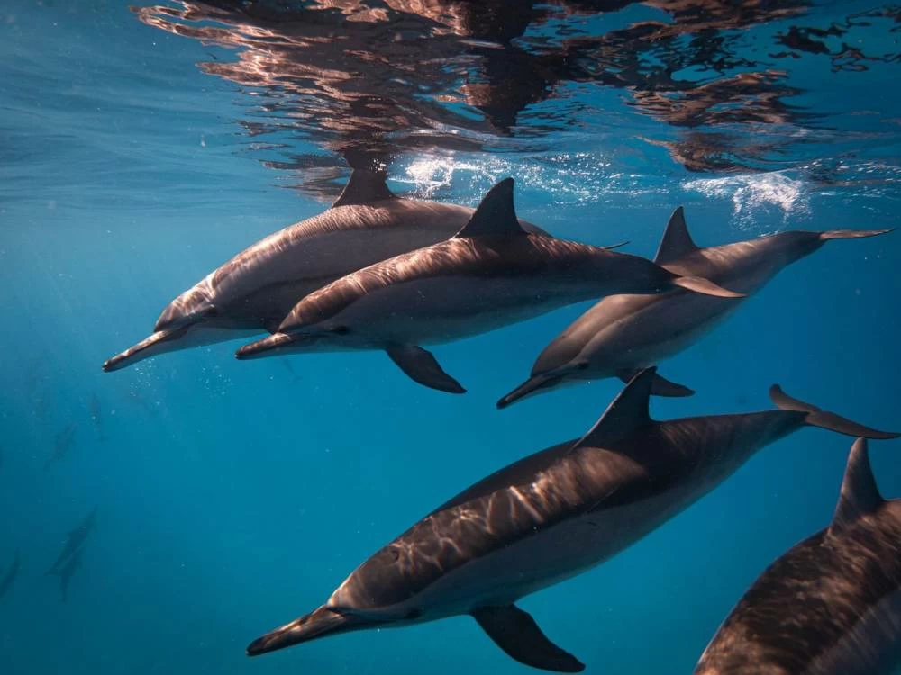 Yas SeaWorld Research & Rescue Center invites UAE to share its best marine photography for Annual One Ocean Photo Contest