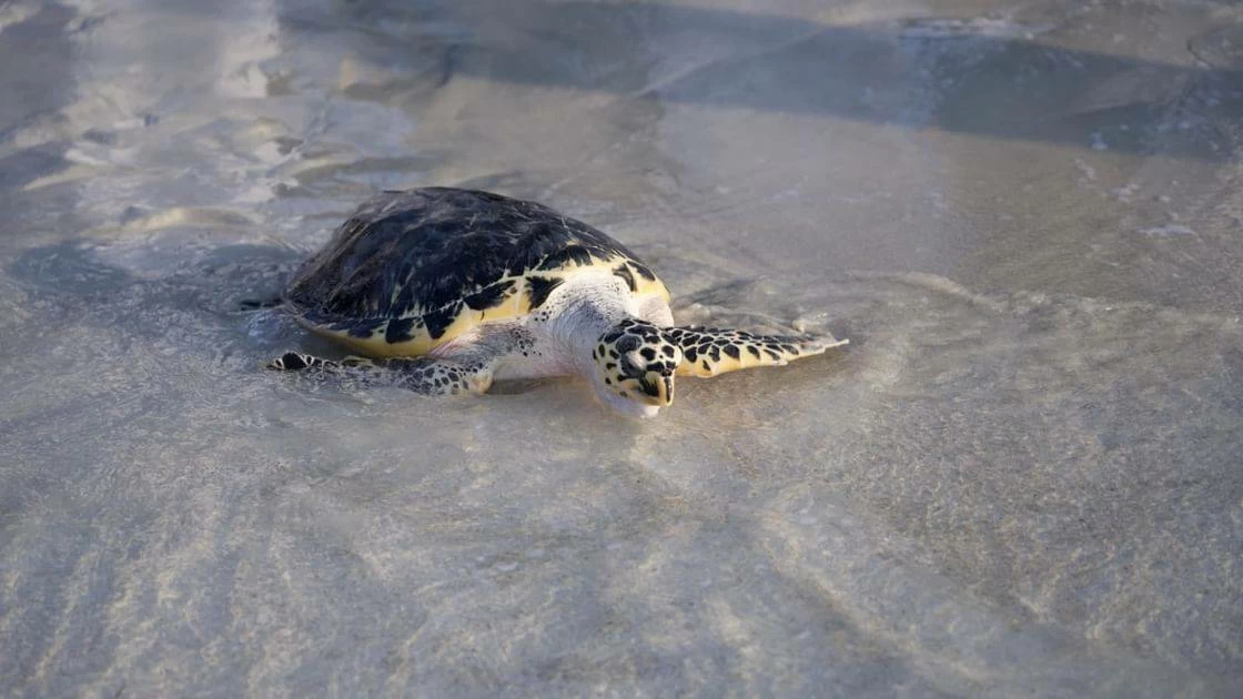 The Abu Dhabi Wildlife Response Network is designed to enhance rapid response, coordination and care for vulnerable wildlife across the emirate. Picture credit: WAM